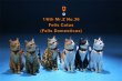 画像8: MR.Z 1/6 家猫 イエネコ うちねこ キャット 6種 カラー選べます 動物 置物 フィギュア (8)
