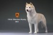 画像6: Mr.Z　1/6　シベリアンハスキー　ハスキー犬 6種 カラー選べます 動物 置物 フィギュア (6)