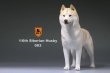 画像9: Mr.Z　1/6　シベリアンハスキー　ハスキー犬 6種 カラー選べます 動物 置物 フィギュア (9)