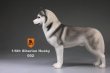 画像4: Mr.Z　1/6　シベリアンハスキー　ハスキー犬 6種 カラー選べます 動物 置物 フィギュア (4)
