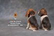 画像7: Mr.Z　1/6　ビーグル 子犬 パピー　2種 カラー選べます 動物 置物 フィギュア (7)