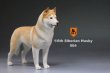 画像11: Mr.Z　1/6　シベリアンハスキー　ハスキー犬 6種 カラー選べます 動物 置物 フィギュア (11)