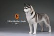 画像3: Mr.Z　1/6　シベリアンハスキー　ハスキー犬 6種 カラー選べます 動物 置物 フィギュア (3)