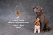 画像2: Mr.Z　1/6　ビーグル 子犬 パピー　2種 カラー選べます 動物 置物 フィギュア (2)