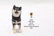 画像12: Mr.Z　1/6　柴犬　スタチュー　ヘッド2種＆1ボディ　5種 カラー選べます 動物 置物 フィギュア  (12)