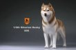 画像18: Mr.Z　1/6　シベリアンハスキー　ハスキー犬 6種 カラー選べます 動物 置物 フィギュア (18)