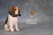 画像10: Mr.Z　1/6　ビーグル 子犬 パピー　2種 カラー選べます 動物 置物 フィギュア (10)