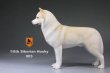 画像7: Mr.Z　1/6　シベリアンハスキー　ハスキー犬 6種 カラー選べます 動物 置物 フィギュア (7)