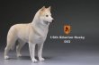 画像8: Mr.Z　1/6　シベリアンハスキー　ハスキー犬 6種 カラー選べます 動物 置物 フィギュア (8)