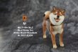 画像14: Mr.Z　1/6　柴犬　スタチュー　ヘッド2種＆1ボディ　5種 カラー選べます 動物 置物 フィギュア  (14)