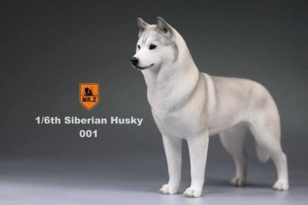 画像1: Mr.Z　1/6　シベリアンハスキー　ハスキー犬 6種 カラー選べます 動物 置物 フィギュア (1)