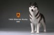 画像15: Mr.Z　1/6　シベリアンハスキー　ハスキー犬 6種 カラー選べます 動物 置物 フィギュア (15)