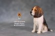 画像11: Mr.Z　1/6　ビーグル 子犬 パピー　2種 カラー選べます 動物 置物 フィギュア (11)