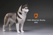 画像5: Mr.Z　1/6　シベリアンハスキー　ハスキー犬 6種 カラー選べます 動物 置物 フィギュア (5)