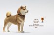 画像9: Mr.Z　1/6　柴犬　スタチュー　ヘッド2種＆1ボディ　5種 カラー選べます 動物 置物 フィギュア  (9)