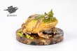 画像3: 予約 ESANSTOY  Surinam horned frog  4.7cm  フィギュア (3)