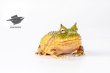 画像1: 予約 ESANSTOY  Surinam horned frog  4.7cm  フィギュア (1)