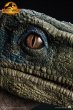 画像2: 予約 QUEEN STUDIOS  《Jurassic World 3》bete  Velociraptor  Beta   1/1 スタチュー (2)