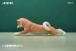 画像1: 予約 JXK  Play Cute Shiba lnu 2.0 萌える柴犬2.0  1/6  フィギュア   JXK157A (1)