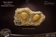 画像2: 予約  STAR ACE Toys   Trilobites Miniature Frame &  Fossil   三葉虫   1/1  スタチュー     DELUXE Ver  SA5022 (2)
