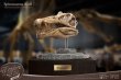 画像1: 予約 STAR ACE Toys   Spinosaurus Head Skull Replica  32cm スタチュー SA5030 (1)