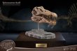 画像5: 予約 STAR ACE Toys   Spinosaurus Head Skull Replica  32cm スタチュー SA5030 (5)
