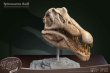 画像2: 予約 STAR ACE Toys   Spinosaurus Head Skull Replica  32cm スタチュー SA5030 (2)