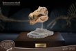 画像4: 予約 STAR ACE Toys   Spinosaurus Head Skull Replica  32cm スタチュー SA5030 (4)