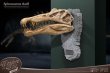 画像8: 予約 STAR ACE Toys   Spinosaurus Head Skull Replica  32cm スタチュー SA5030 (8)