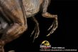 画像5: 予約 DINO DREAM   Jurassic Park   FAUX-BRONZE  Velociraptor JP30TH   Velociraptor  1/5   スタチュー   DDJP103 (5)