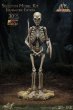 画像3: 予約 Star Ace Toys   Skeleton Model Kit (Standalone Edition)   30cm  スタチュー  SA9051M    (3)